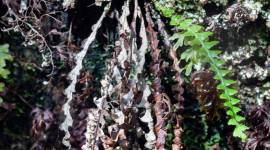 Adenophorus_periens_