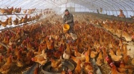 China bird flu no alt set