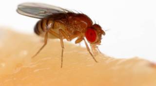 Drosophila melanogaster