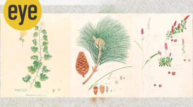 book, book review, Indian Botanical Art: An Illustrated History, Indian botanical artists, eye 2021, sunday eye, indian express news