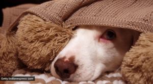 Diwali, Diwali stress for pets, how to calm pets during Diwali, how to make Diwali stress-free for pets, stress management for pets, pet care, pet care during Diwali, indian express news