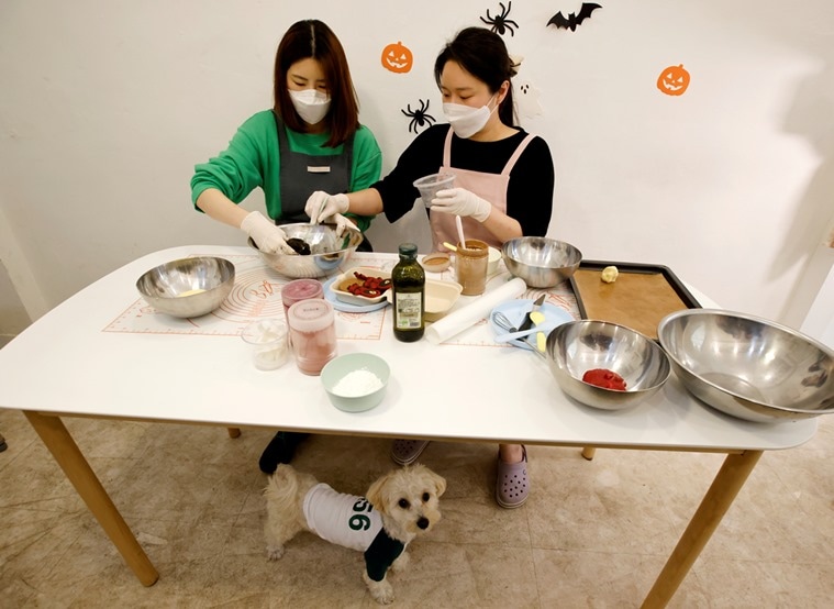 squid game, squid game Halloween, squid game halloween dog cookies 