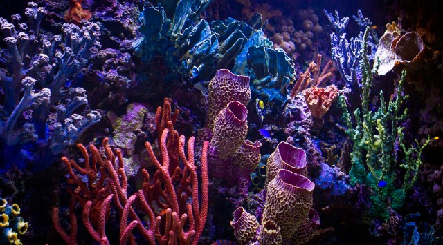 A provided image shows a private saltwater aquarium designed by Infinity Aquarium Design, based in Los Angeles. Luxury home aquariums now can rival installations at public aquariums in size and scale, and they come with hefty price tags. (Infinity Aquarium Design via The New York Times)