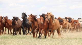 Horses of the steppes