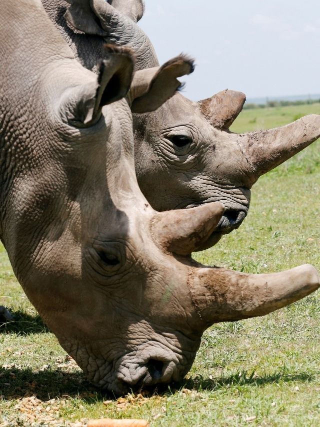 In pictures: The world’s last two northern white rhinos | The Indian