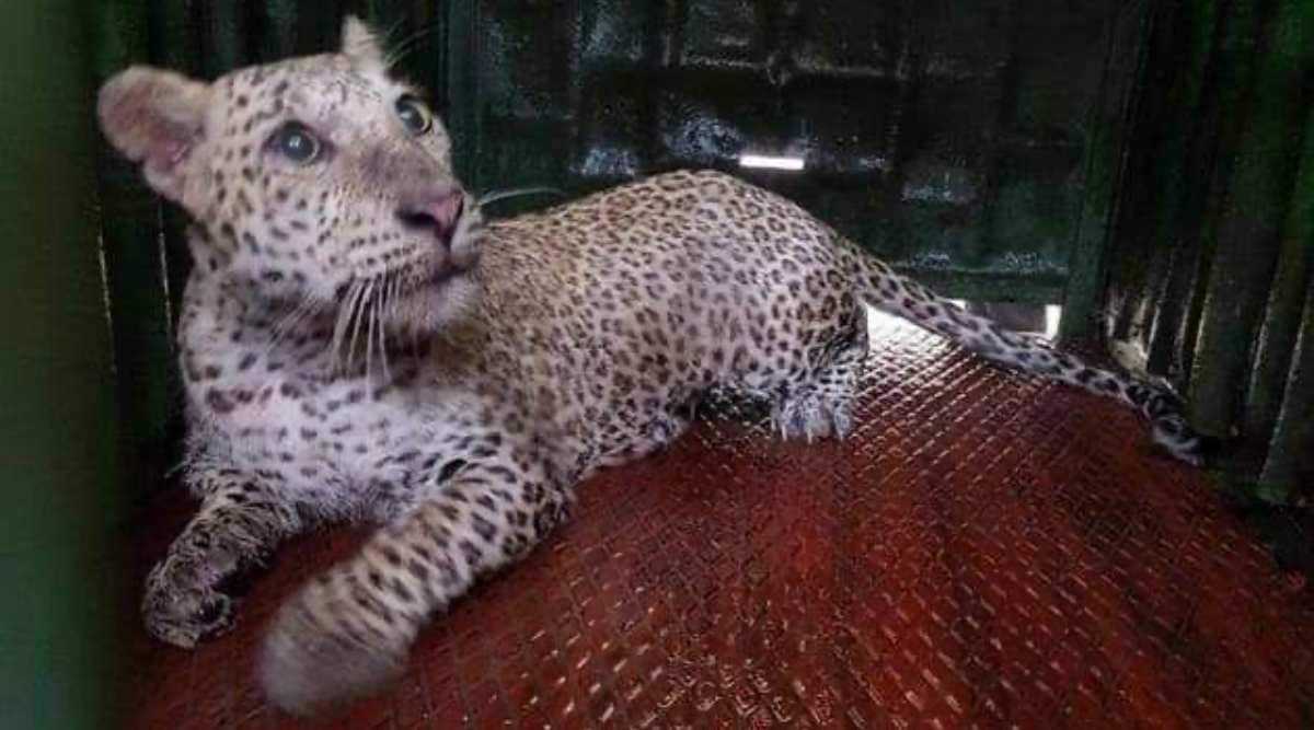 At around 5.30 am, when an inspection was done, the leopard was found trapped in one of the cages. (Source: Maharashtra forest department)