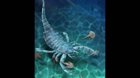 scorpion fossil