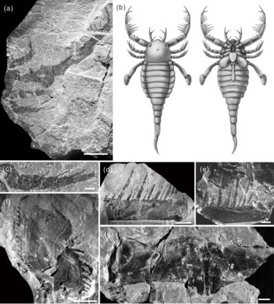 scorpion fossil