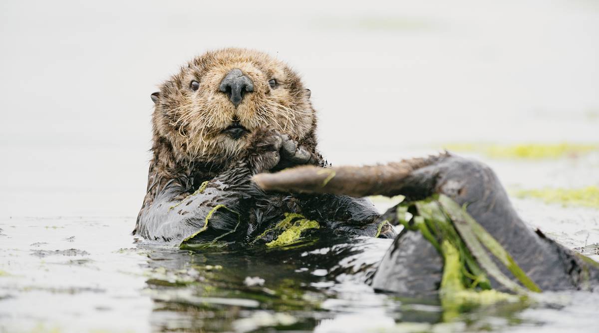 sea otter