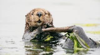 sea otter