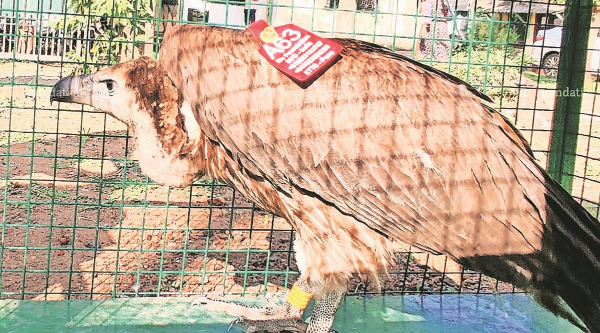 white-rumped vulture, vulture, NGO, Society of Eco-Endangered Species Conservation and Protection, Seescap, Critically Endangered, IUCN Red List, wildlife