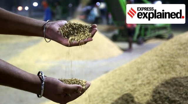 Paddy arrives at a grain market in Ludhiana. (Express Photo/Gurmeet Singh)