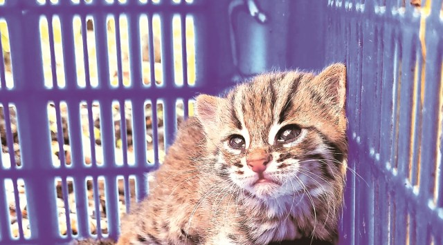 Wildlife SOS, World's smallest cat, wild cats, Smallest wild cat, Rusty Spotted Cats, Pune, Pune news, Indian express, Indian express news, Pune latest news