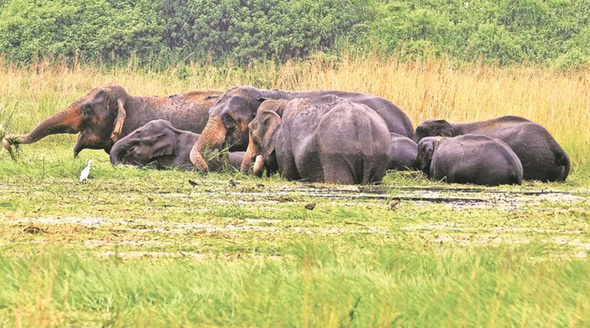 The ministry has identified four elephant rich regions — North West, North East, East-Central and South. (File)
