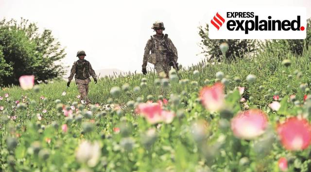 US Army soldiers walk through a poppy field near Zangabad village, Afghanistan in 2009. (NYT/Archive)