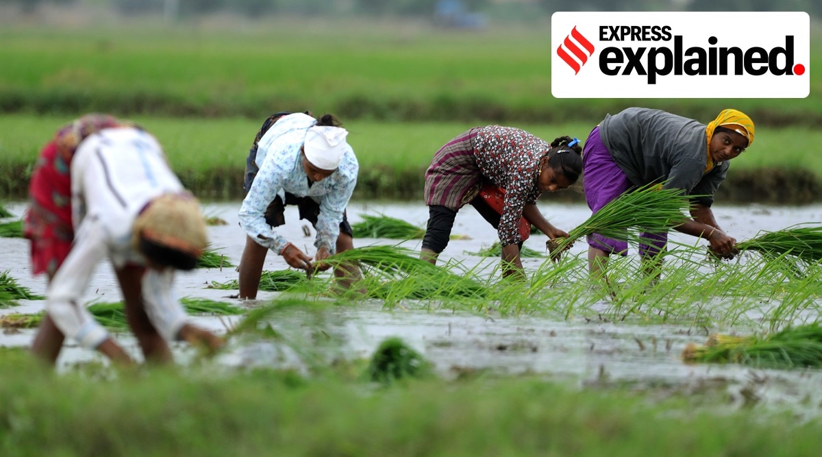 According to a report, the total value of paddy straw produced by Punjab in a year is estimated at Rs 400 crore. (Photo: Express Archive)