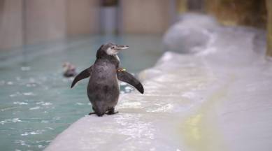 mumbai, Byculla, Byculla zoo, covid, coronavirus, penguins, aviary, covid vaccine