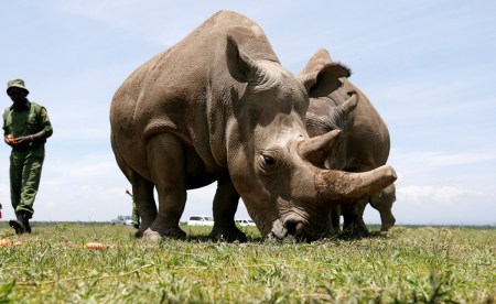 Najin and her daughter Fatu, the last two northern white rhino females, graze near their enclosure at the Ol Pejeta Conservancy in Laikipia National Park