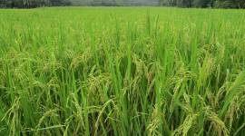 rice field