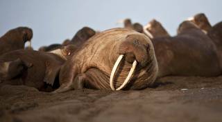 walrus