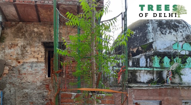 Even today, the smaller neem tree at Qadam Sharif is woven into the fabric of harmony and peace in the area. (Express photo)