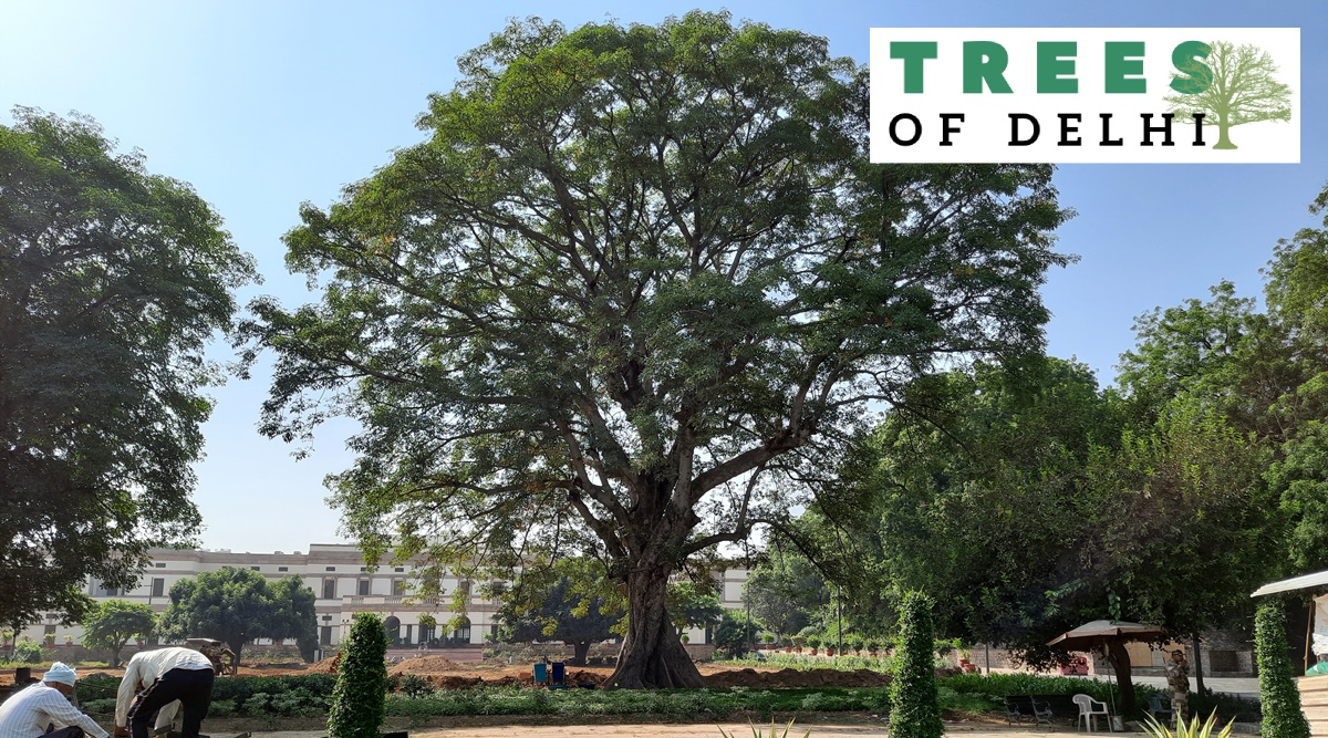 Leafing through history: On Teen Murti lawns, a majestic Semal draws eyes