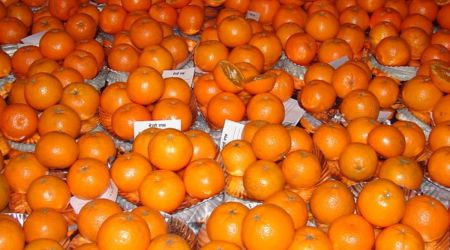 The data on fruit yield and quality of kinnow fruits was also recorded. The data on moisture saving, weed count and dry weight was recorded at monthly interval. Wikimedia Commons)