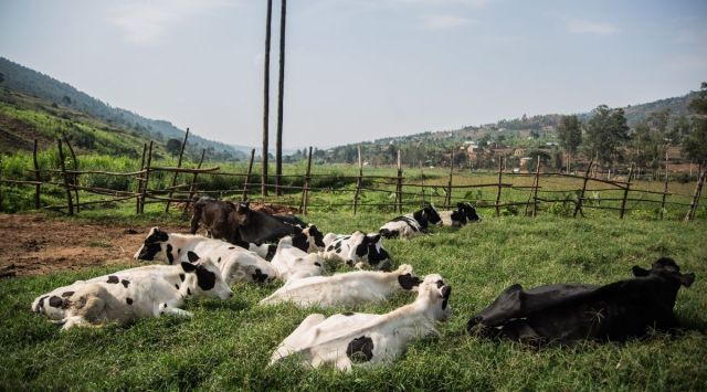 Dairy cows in western Rwanda, September 21, 2021. Milk is a favorite drink in Rwanda, and milk bars serve it up in abundance, fresh or fermented, hot or cold. (Jacques Nkinzingabo/The New York Times)
