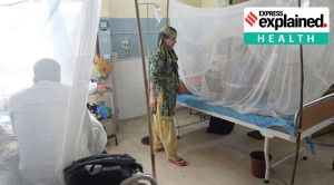 Antibodies produced during dengue lead to massive destruction of platelets: Doctor