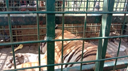 T-23 tiger captured alive in Tamil Nadu