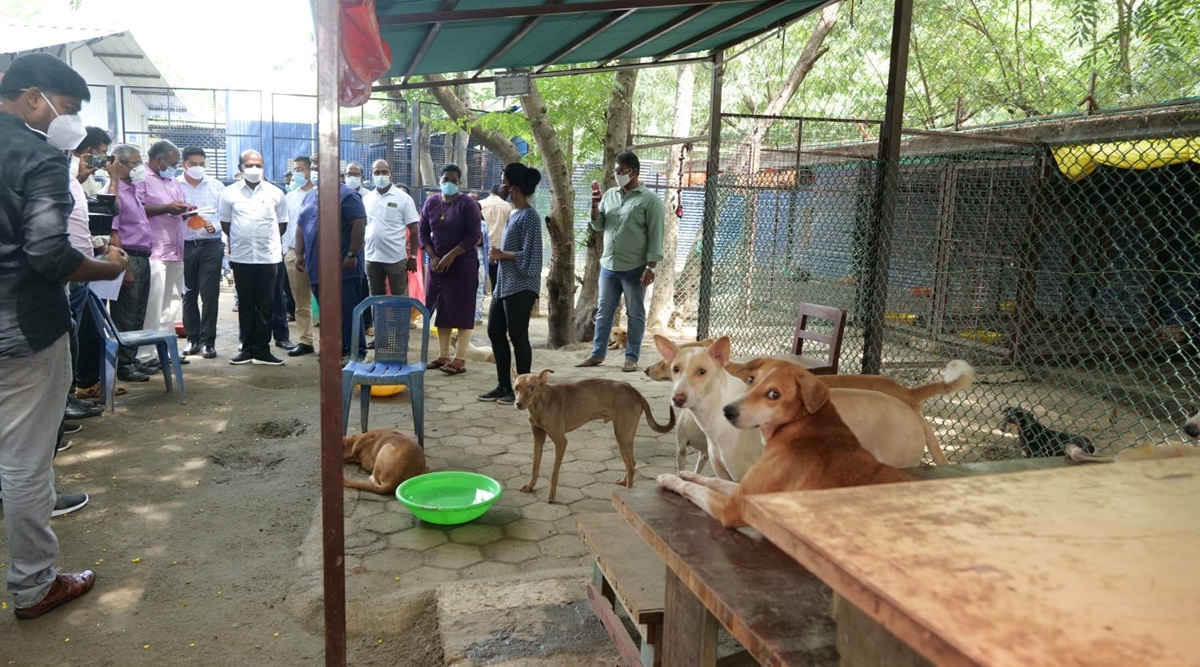 Fifty-six stray dogs died at the IIT-Madras campus in the last one year: TN  minister | Cities News,The Indian Express