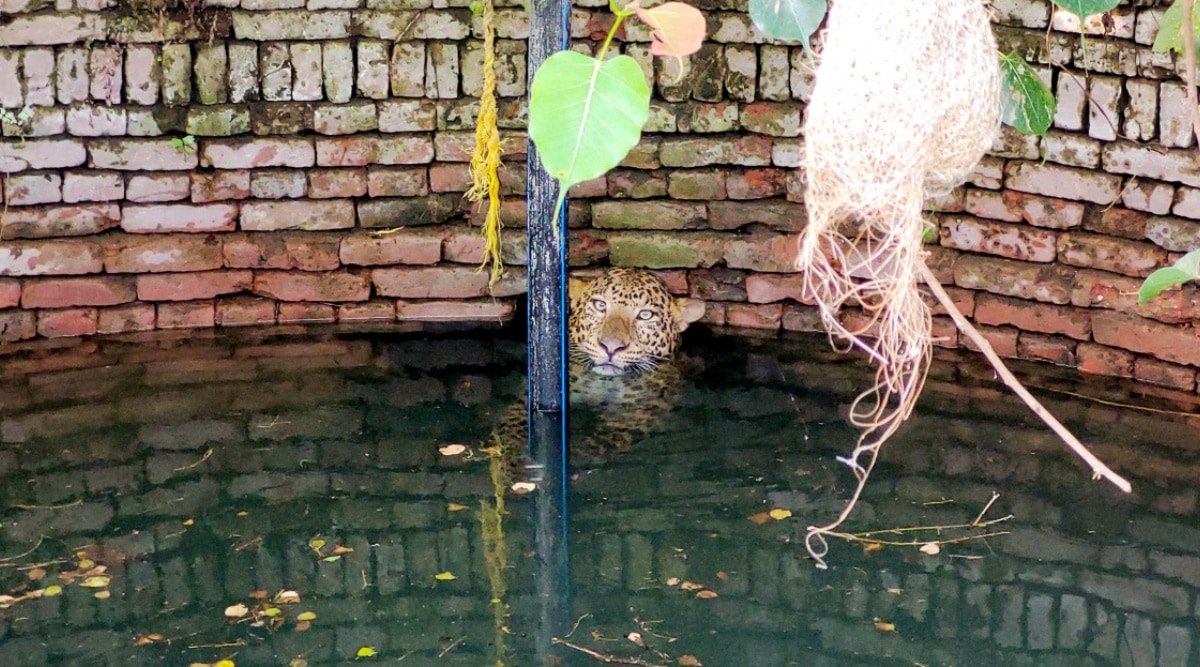 Pune leopard, Pune news, Pune latest news, Indian express, Indian express news