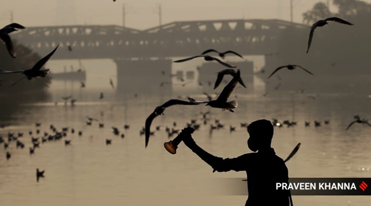 Thousands of Siberian birds flock to Delhi as winter nears | Picture