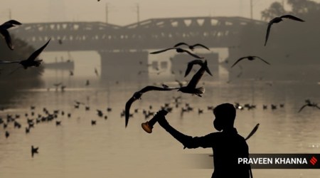 Thousands of Siberian birds flock to Delhi as winter nears