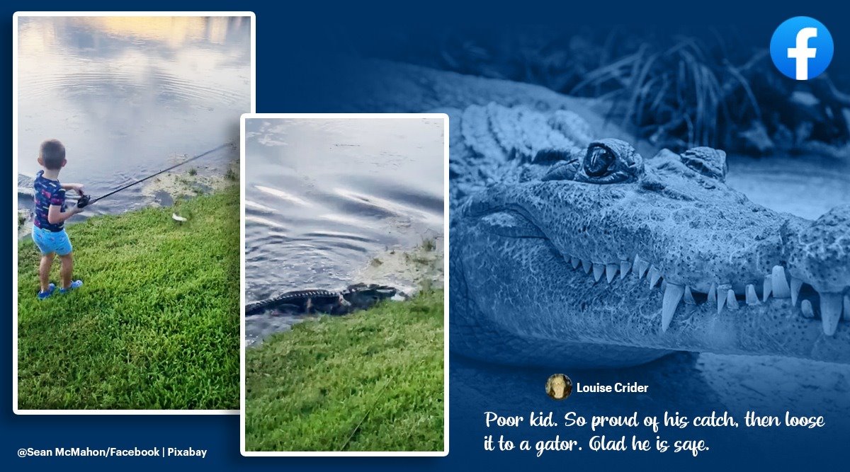 Watch: Alligator rises out of water to snatch young boy's fish | Trending News - The Indian Express Watch: Alligator rises out of water to snatch young boy's fish | Trending News - The Indian Express