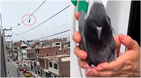 Pigeon stuck on high voltage cable rescued with drone, viral video, Peruvian, South America, Peru, trending, indian express, indian express news