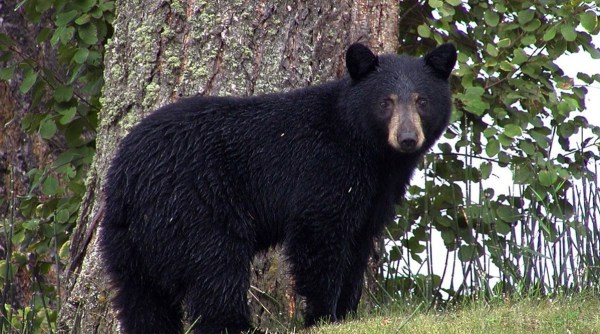 bear finds gopro viral video, Bear discovers lost GoPro, black bear lost GoPro Wyoming wilderness, trending, indian express, indian express news