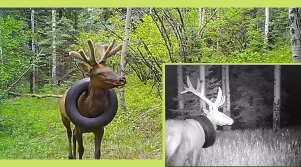 Bull Elk With A Tyre Around Its Neck rescused, Colorado bull rescued, Colorado bull with tyre around neck rescused viral video, trending, indian express, indian express news