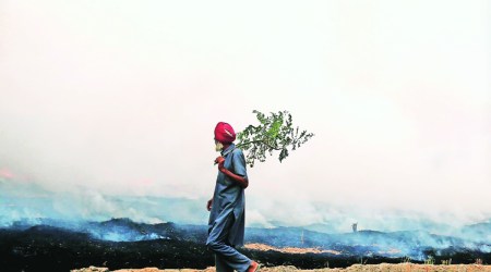 Dhaliwal said that Pusa bio-decomposer would be sprayed on the stubble, which would then get mixed in the soil and hence the farmers would not need to burn the agricultural residue. (File Photo)