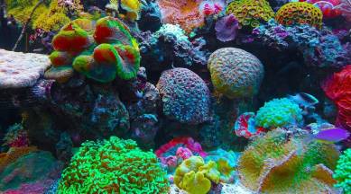coral reef
