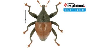 Trigonopterus corona: A beetle species named after coronavirus