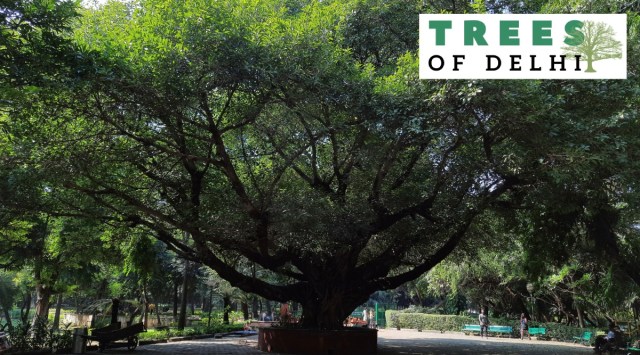 For its size and location, the pilkhan stands out among the hundreds of trees at the Deer Park. (Express Photo)
