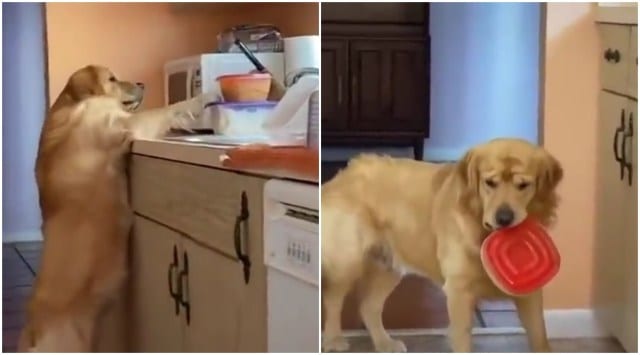 dog gets caught stealing food viral video, adorable dog videos, dog cat trending videos, dog caught stealing food, indian express, indian express news