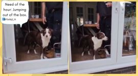 Anand Mahindra, Business Tip Anand Mahindra Hilarious Dog Video, Anand Mahindra tweets dog video business tip trending, indian express, indian express news