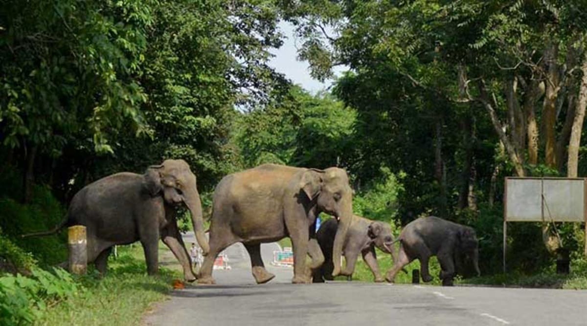 Assam: Three elephants electrocuted to death in last two days | North