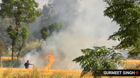A farmer sets paddy stubble on fire at a village Jassar Nera Gill Canal in Ludhiana. (Express Photo: Gurmeet Singh)