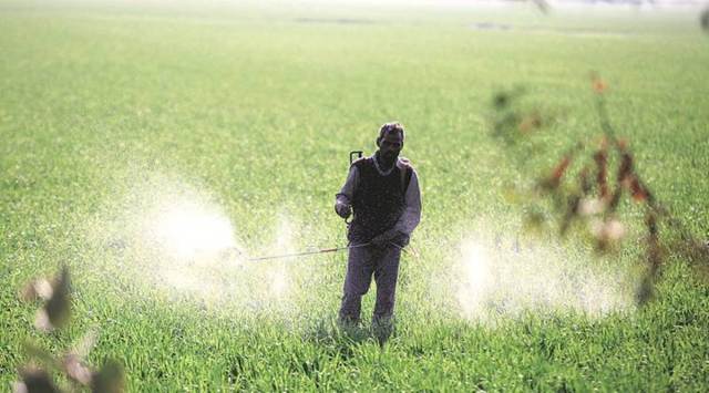 Till November 8, Punjab had received around 2.47 lakh tonnes of DAP and was still in need of additional 2.30 lakh tonnes by the end of the month.
(Representational)