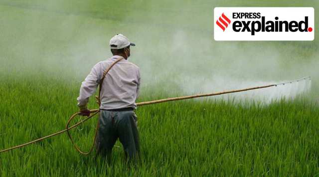 The shortage of DAP has already become a big issue in south Haryana — which is known for its cultivation of mustard crops — with panic already spreading among the farmers.