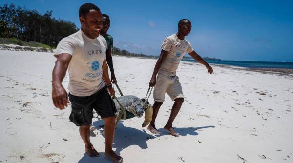 Rescate de tortugas de Kenia