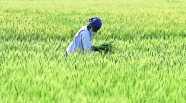 field crop Delhi government, delhi farmers, bio decomposers, rice field, Decomposer spray, delhi news, delhi latest news, delhi today news, delhi local news, new delhi news, latest delhi news, indian express news